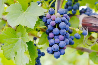 太后 效應(yīng)持續(xù)不減,取景地格里夫斯?fàn)I成韓國熱門新景點 韓國旅游資訊 韓游網(wǎng) 韓國旅游 韓游網(wǎng) 韓國旅游攻略 韓國旅行門戶網(wǎng)站